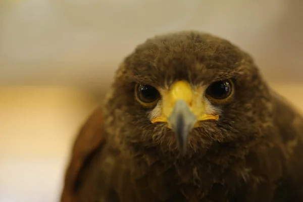 Closeup Brown Eagle Eye — Stock Photo, Image