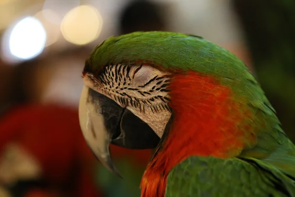 Parrot Bird Beautiful Macaws Bird — Stock Photo, Image