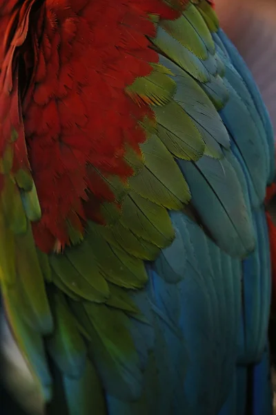 Scarlet Macaw Fjädrar Färgglada Konsistens Bakgrund — Stockfoto