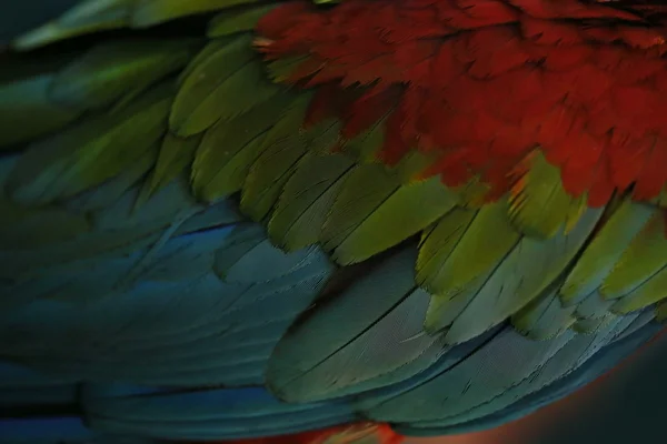 Scarlet Macaw Fjädrar Färgglada Konsistens Bakgrund — Stockfoto