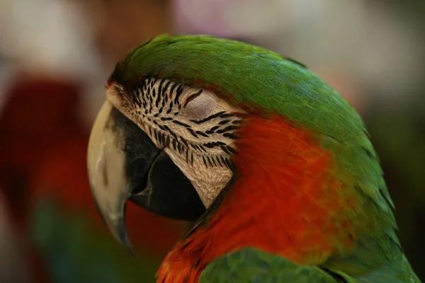 Parrot Bird Beautiful Macaws Bird — Stock Photo, Image