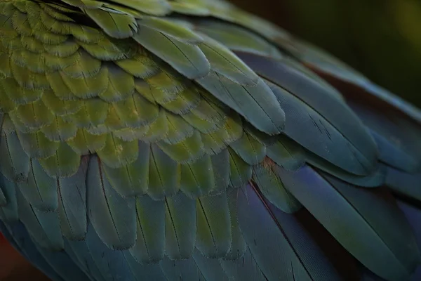 Scarlet Macaw Peří Barevné Textury Pozadí — Stock fotografie