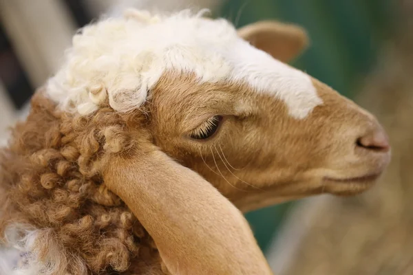 Zbliżenie Brązowy Głowa Owiec — Zdjęcie stockowe
