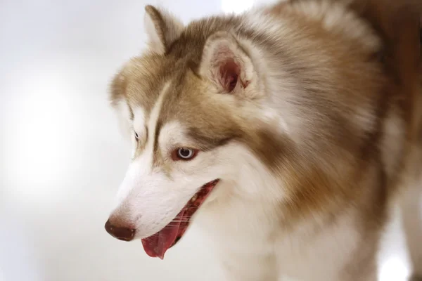 Hond Oog Siberische Husky Wolf — Stockfoto