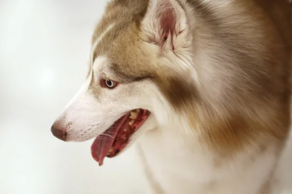 Olho Cão Lobo Husky Siberiano — Fotografia de Stock