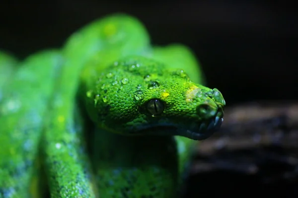 focus dew on green snake head, wildlife