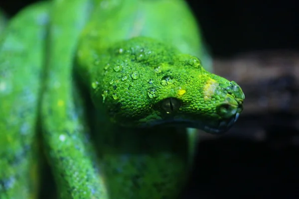 focus dew on green snake head, wildlife