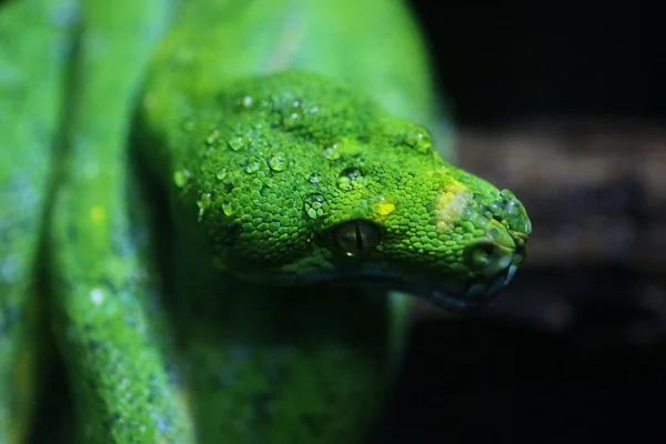 Foco Orvalho Cabeça Cobra Verde Vida Selvagem — Fotografia de Stock