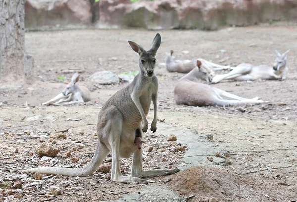 Känguru Med Baby Väska — Stockfoto