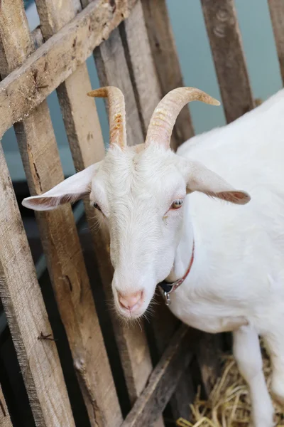 Cabra Blanca Jaula — Foto de Stock