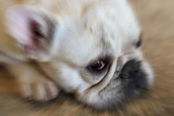 Blurred white bulldog face — Stock Photo, Image