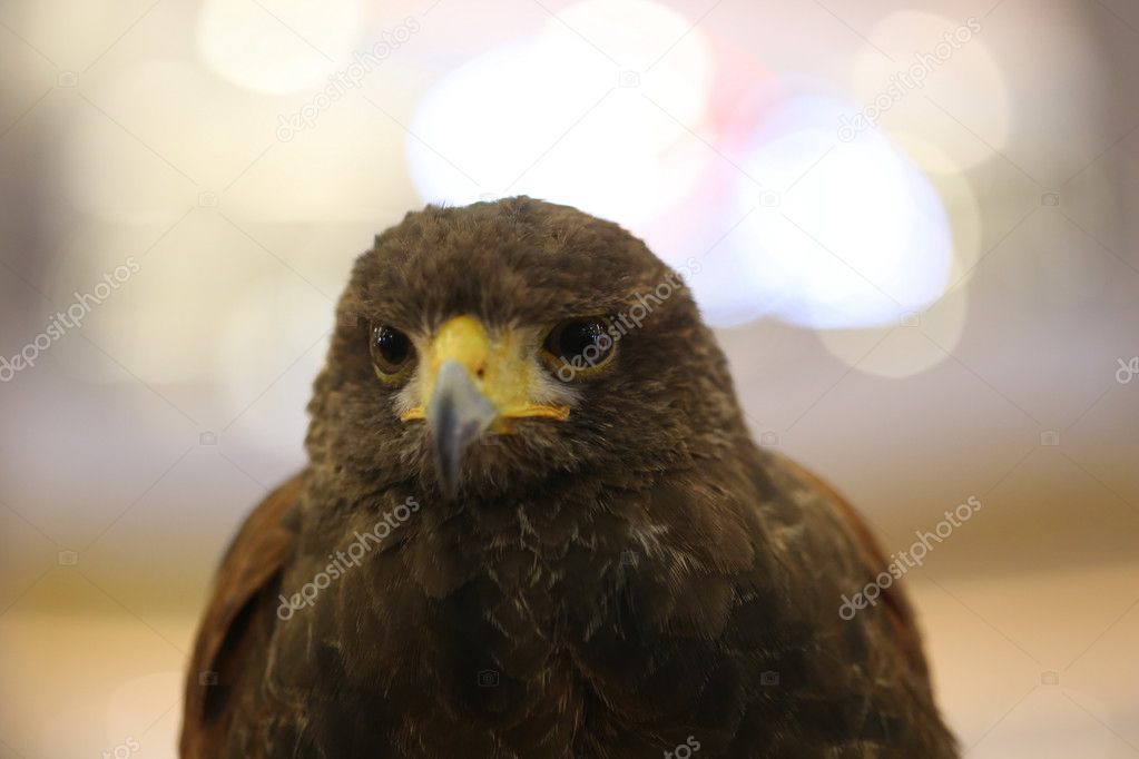 closeup brown eagle eye