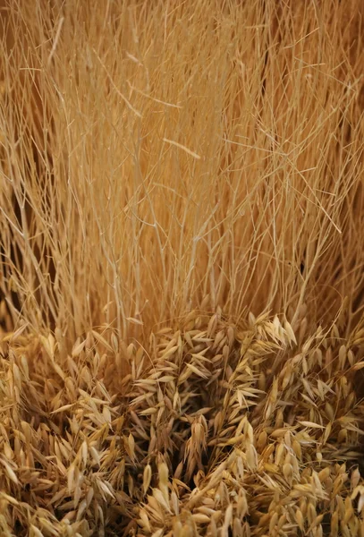 Zblízka sušené pšeničné — Stock fotografie