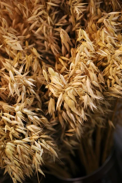 Nahaufnahme von getrocknetem Weizen — Stockfoto