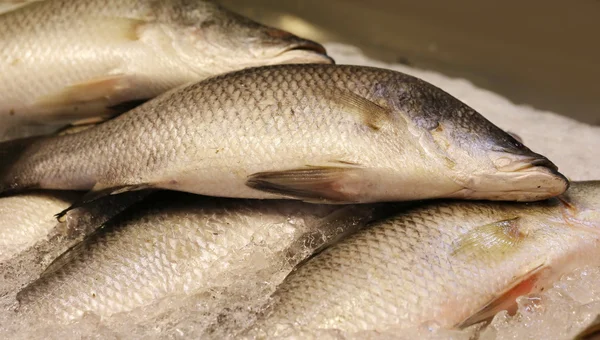 Roher Fisch auf Eis, Markt — Stockfoto