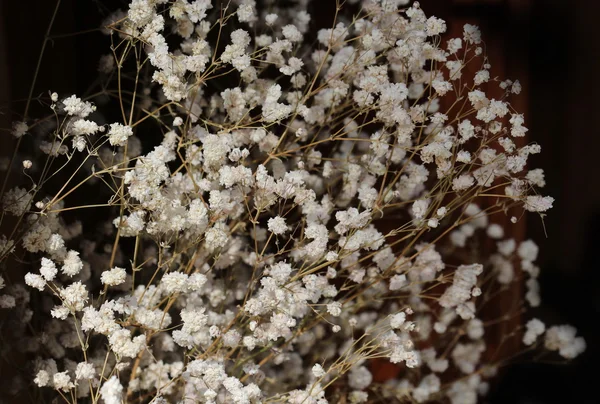 Pequena flor branca — Fotografia de Stock