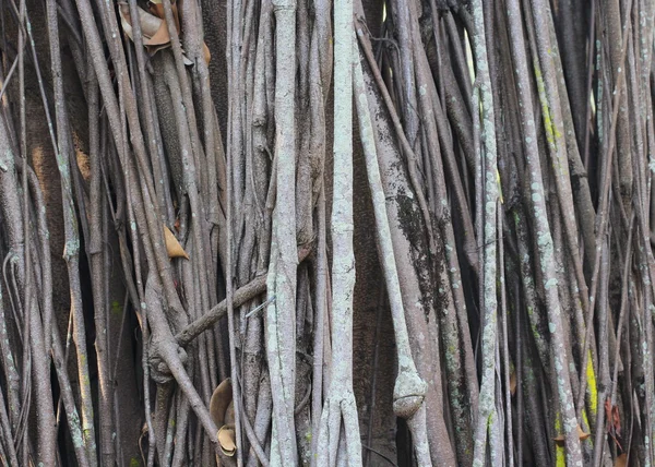 Big tree root — Stock Photo, Image