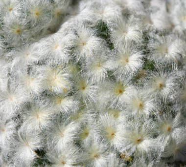 pembe çiçekli kaktüs kapatın