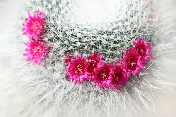 Close up cactus with pink flower — Stock Photo, Image