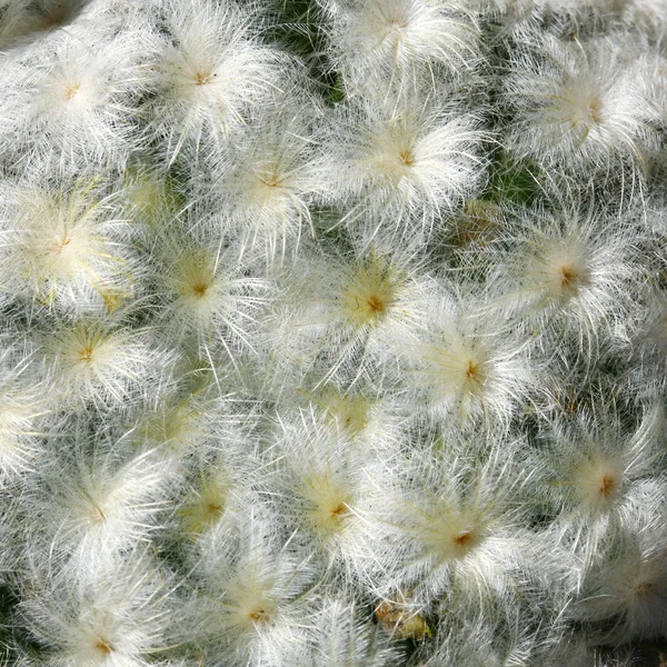 Close up cactus with pink flower — Stock Photo, Image