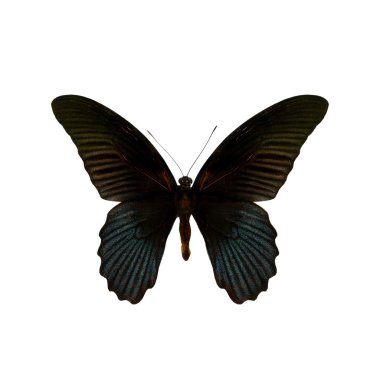 beyaz izole renkli kelebek