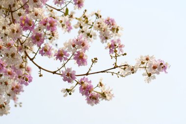 gökyüzü pembe mor çiçek çiçek