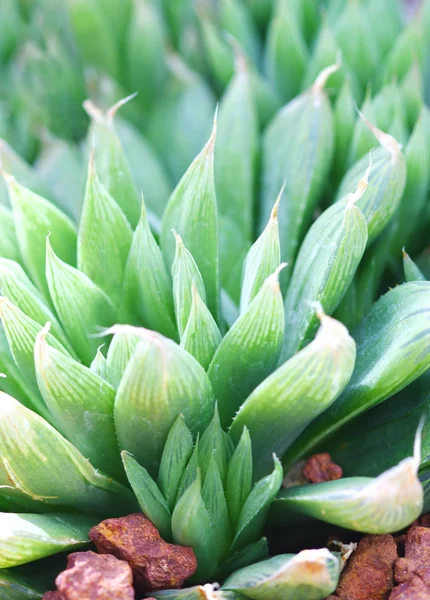 Gröna blad av torra växten — Stockfoto