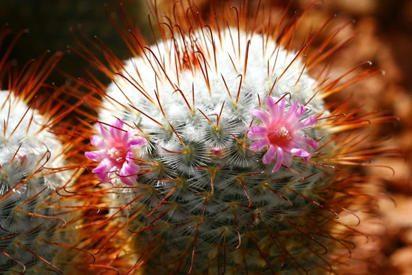 Close up cactus with pink flower — Stock Photo, Image