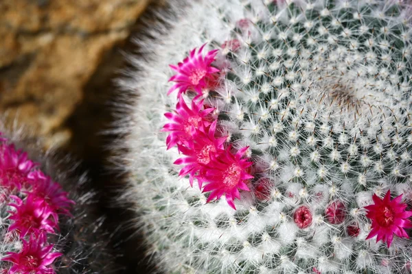 Close up cactus with pink flower — Stock Photo, Image