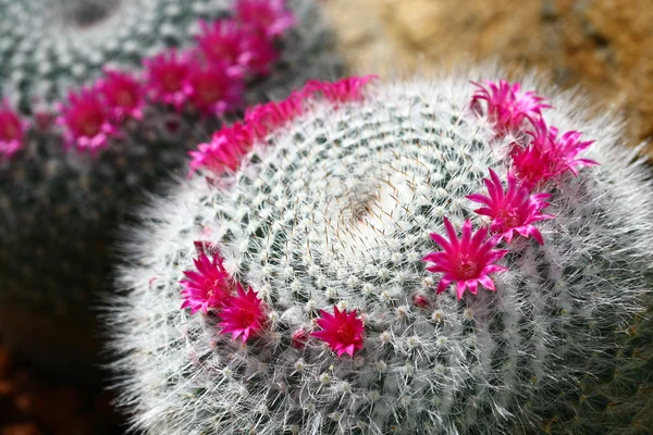 Close up cactus with pink flower — Stock Photo, Image