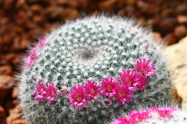 Close up cactus with pink flower — Stock Photo, Image