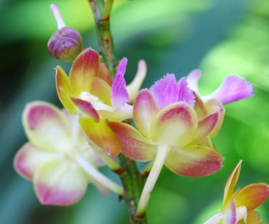 Orkide Bahçe, renkli çiçek kadar kapatın