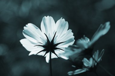 derin mor cosmos çiçek Tozlanan arı