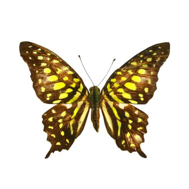 beyaz izole renkli kelebek