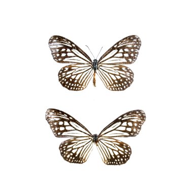 beyaz izole renkli kelebek