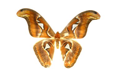 beyaz izole renkli kelebek