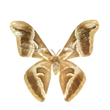 beyaz izole renkli kelebek