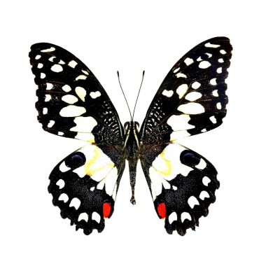 beyaz izole renkli kelebek