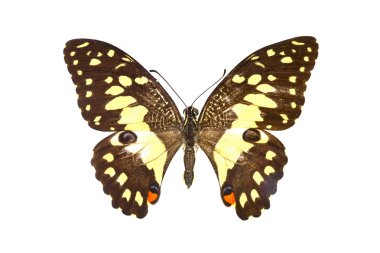 beyaz izole renkli kelebek