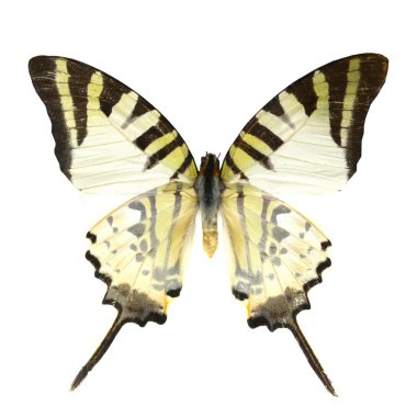 beyaz izole renkli kelebek