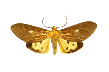 beyaz izole renkli kelebek