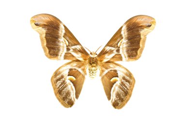 beyaz izole renkli kelebek