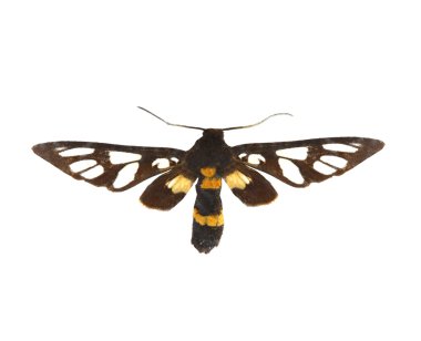 beyaz izole renkli kelebek