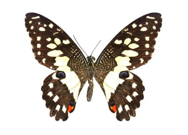 beyaz izole renkli kelebek