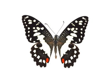 beyaz izole renkli kelebek