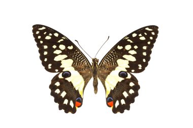 beyaz izole renkli kelebek