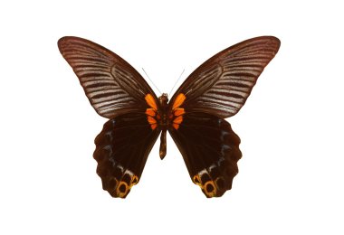 beyaz izole renkli kelebek