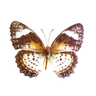 beyaz izole renkli kelebek