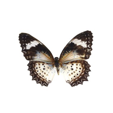 beyaz izole renkli kelebek