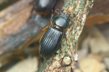 Beyaz arkaplanda izole edilmiş böcek